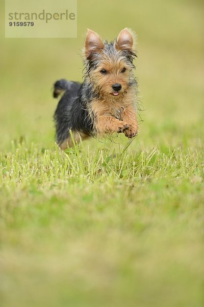 Yorkshireterrier-Welpe rennt auf einer Wiese