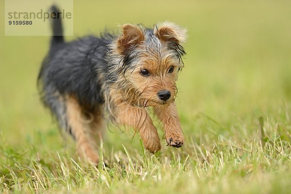 Yorkshireterrier-Welpe rennt auf einer Wiese