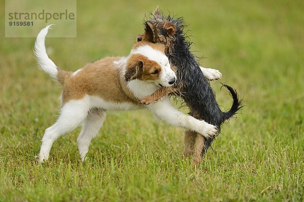 Kooikerhondje und Yorkshireterrier-Welpen spielen auf einer Wiese