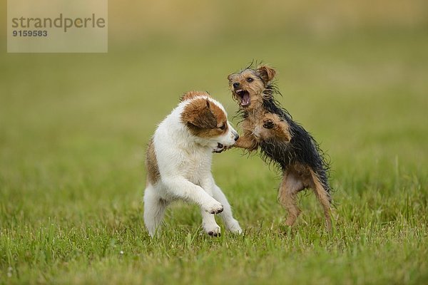 Kooikerhondje und Yorkshireterrier-Welpen spielen auf einer Wiese