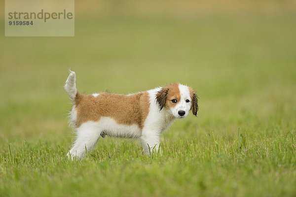 Kooikerhondje-Welpe steht auf einer Wiese