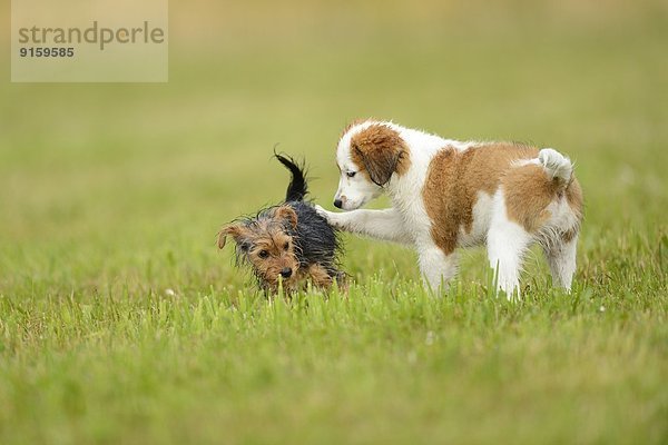 Kooikerhondje und Yorkshireterrier-Welpen spielen auf einer Wiese