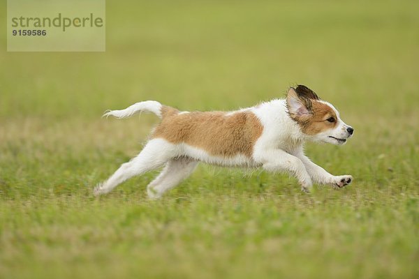 Kooikerhondje-Welpe rennt auf einer Wiese