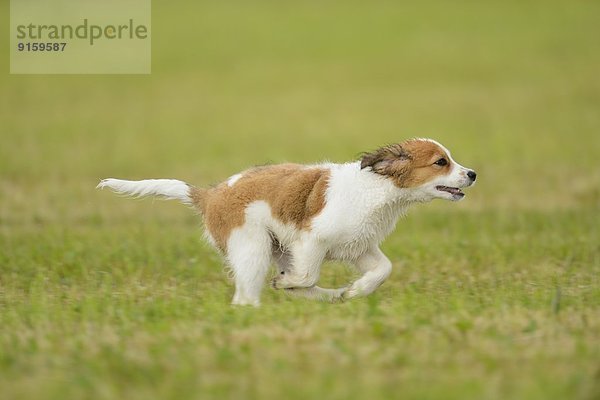 Kooikerhondje-Welpe rennt auf einer Wiese