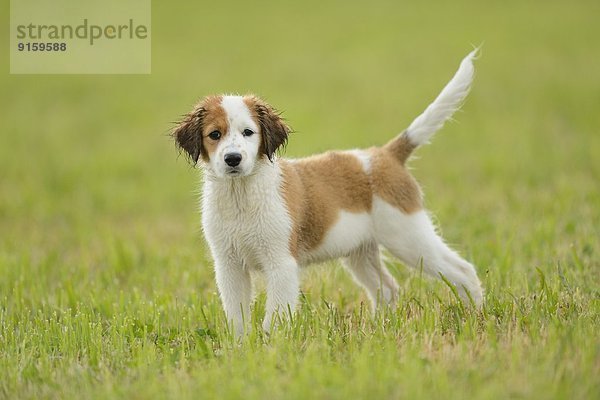 Kooikerhondje-Welpe steht auf einer Wiese