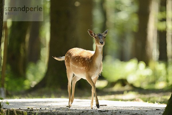 Damhirsch steht in einem Wald