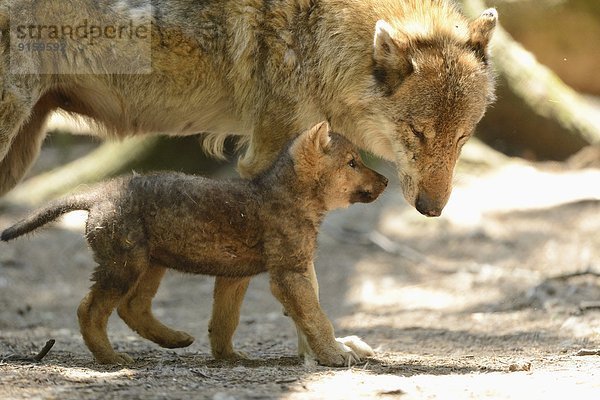 Grauwolf Canis lupus pambasileus Mutter - Mensch Welpe