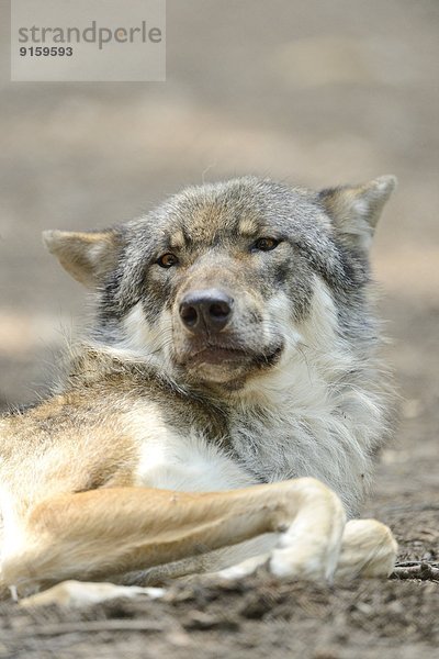 Portrait eines Grauwolfs