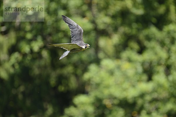 Fliegender Wanderfalke