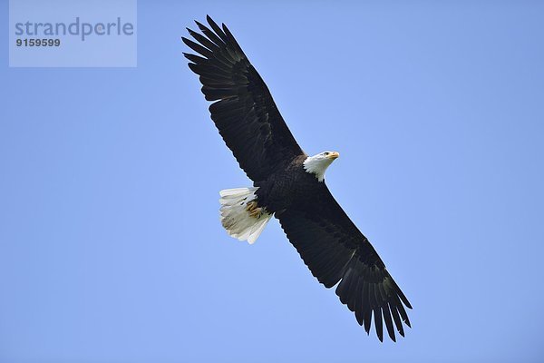 Fliegender Weißkopfseeadler