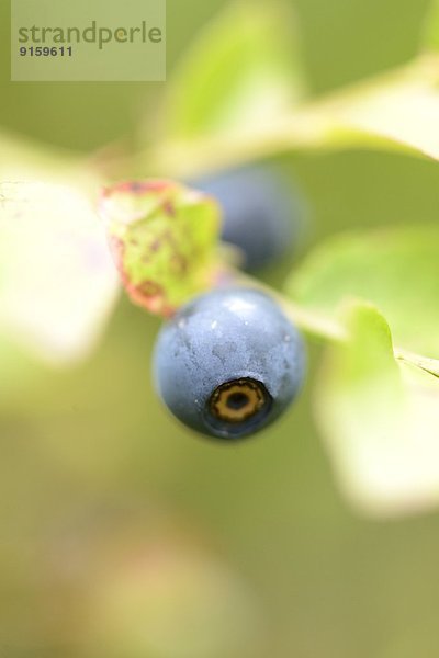 Close-up einer Blaubeere