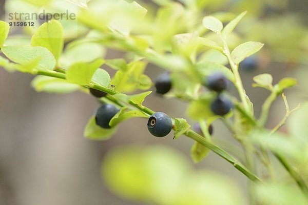 Close-up einer Blaubeere