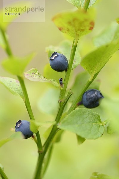 Close-up einer Blaubeere