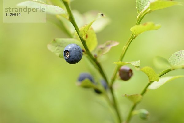 Close-up einer Blaubeere