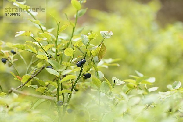 Close-up einer Blaubeere