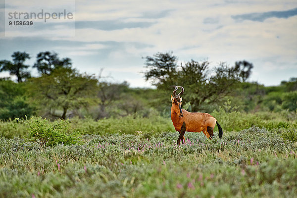 Südafrikanische Kuhantilope  Kgalagadi-Transfrontier-Park  Kalahari  Südafrika  Botswana