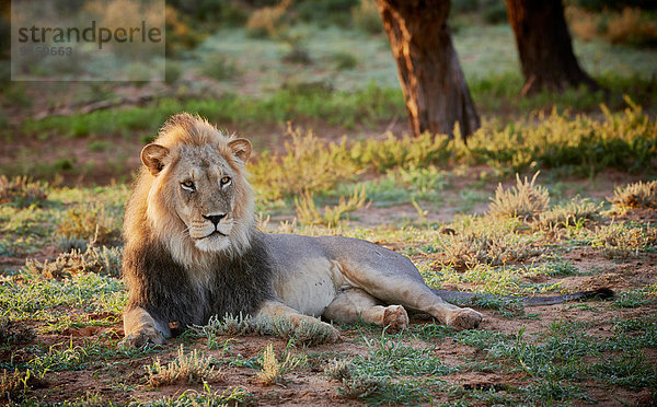 Löwe  Kgalagadi-Transfrontier-Park  Kalahari  Südafrika  Botswana