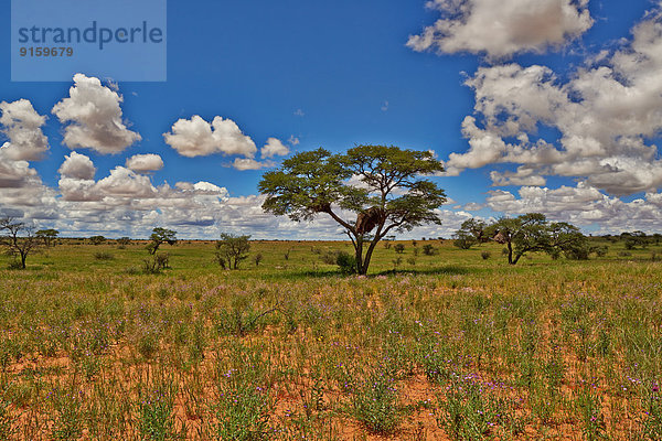 Landschaft mit Akazienbaum im Kgalagadi-Transfrontier-Park  Kalahari  Südafrika  Botswana