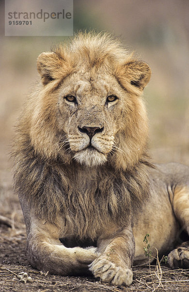 Portrait eines liegenden männlichen Löwen  Tarangire-Nationalpark  Tansania