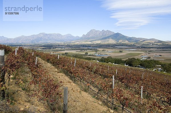 Weinanbaugebiet Paarl  Western Cape  Südafrika