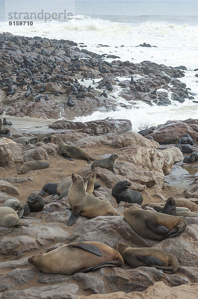 Kolonie Südafrikanischer Seebären am Cape Cross  Namibia