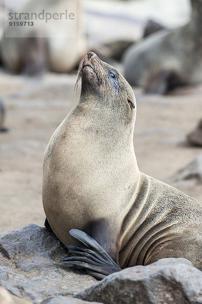 Südafrikanischer Seebär auf einem Felsen  Cape Cross  Namibia