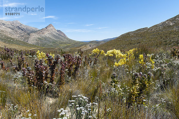 Swartberge  Western Cape  Südafrika