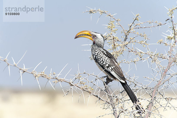 Östlicher Gelbschnabeltoko sitzt auf einem Akazien-Zweig  Etosha National Park  Namibia