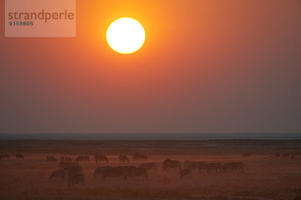 Burchell-Zebraherde bei Sonnenuntergang im Etosha National Park  Namibia