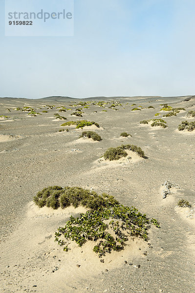 Sanddünen mit karger Vegetation  Skeleton Coast National Park  Namibia