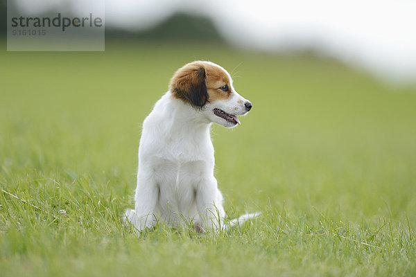 Nederlandse Kooikerhondje  Oberpfalz  Bayern  Deutschland  Europa