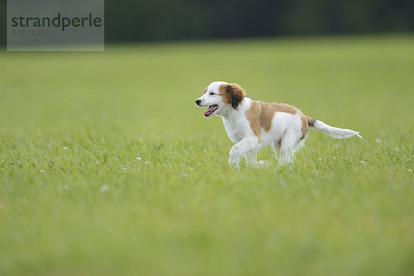 Nederlandse Kooikerhondje  Oberpfalz  Bayern  Deutschland  Europa