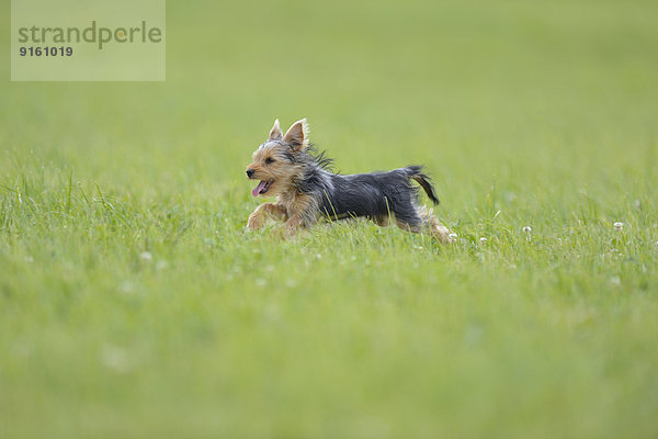 Yorkshire Terrier  Oberpfalz  Bayern  Deutschland  Europa