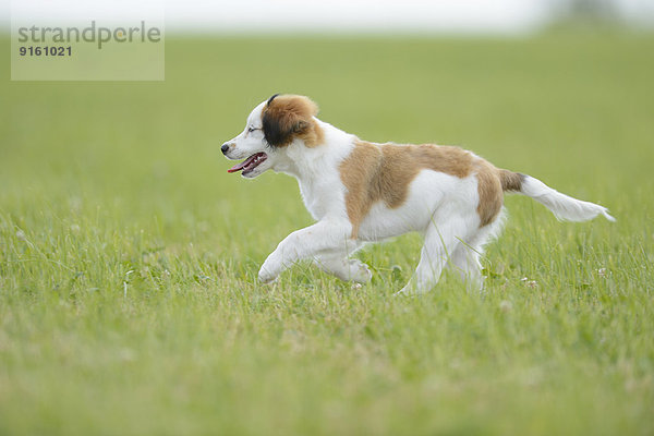 Nederlandse Kooikerhondje  Oberpfalz  Bayern  Deutschland  Europa