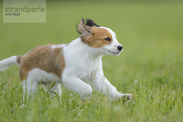 Nederlandse Kooikerhondje  Oberpfalz  Bayern  Deutschland  Europa