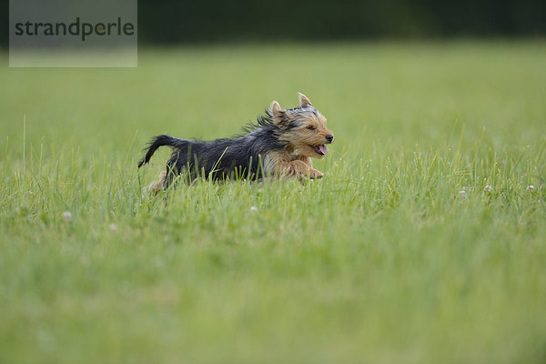 Yorkshire Terrier  Oberpfalz  Bayern  Deutschland  Europa