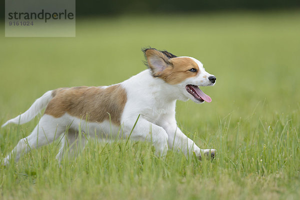 Nederlandse Kooikerhondje  Oberpfalz  Bayern  Deutschland  Europa