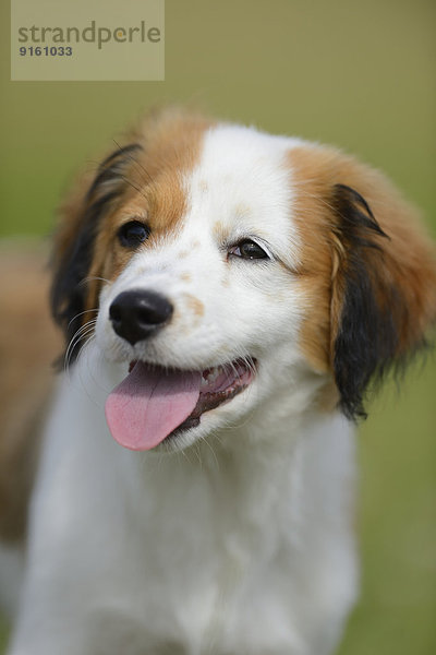 Nederlandse Kooikerhondje  Oberpfalz  Bayern  Deutschland  Europa