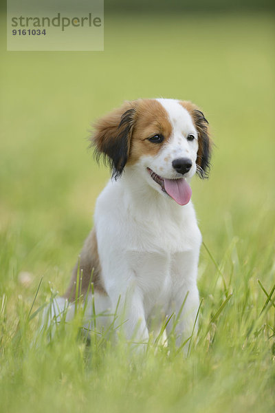 Nederlandse Kooikerhondje  Oberpfalz  Bayern  Deutschland  Europa