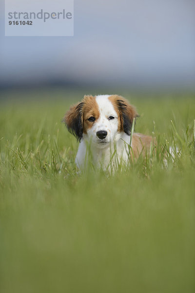 Nederlandse Kooikerhondje  Oberpfalz  Bayern  Deutschland  Europa