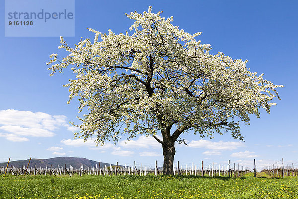Blühender Kirschbaum (Prunus avium) im Weinberg  Südpfalz  Rheinland-Pfalz  Deutschland