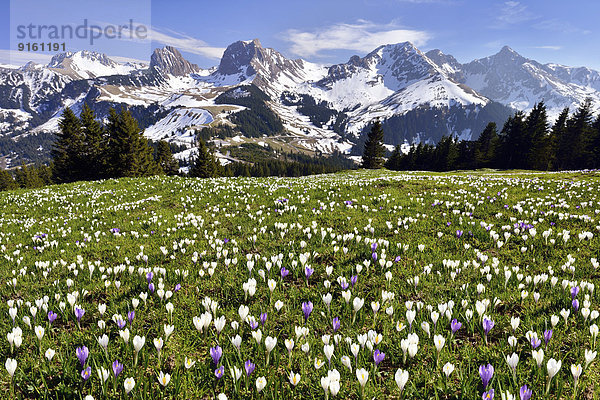 Blume Alpen Wiese Krokus Schweiz Kanton Bern