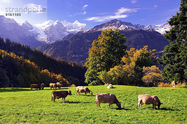 Hausrind Hausrinder Kuh Berg klein Wiese Schreckhorn grasen Meiringen Schweiz Kanton Bern
