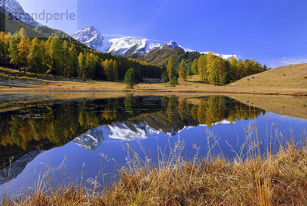 Herbstlicher Lärchenwald spiegelt sich im Schwarzsee oder Lai Nair  Tarasp  Engadin  Kanton Graubünden  Schweiz