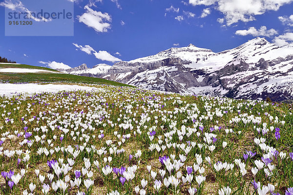 nahe Blume Wiese Ansicht Krokus Schweiz Kanton Bern Kanton Waadt