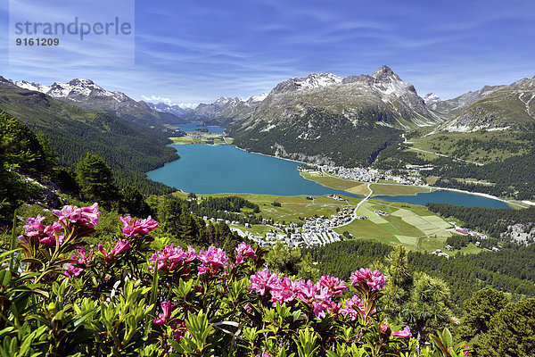Surlej und Silvaplana mit Oberengadiner Seen  Champferersee  Silvaplanersee  Silsersee  vorne Alpenrosen  Engadin  Kanton Graubünden  Schweiz