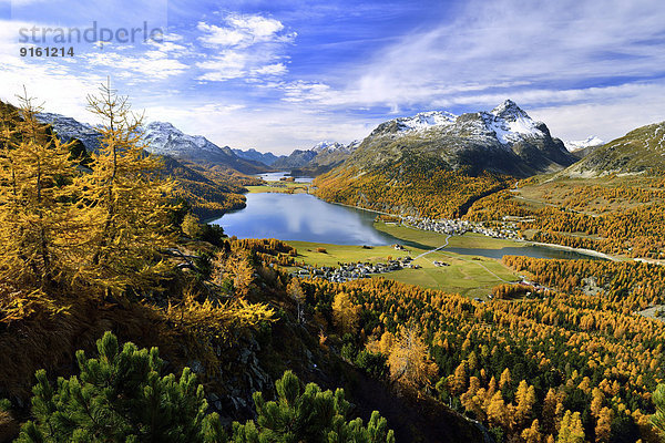 Surlej  Silvaplana mit Oberengadiner Seen und herbstfarbene Lärchenwälder  Champferersee  Silvaplanersee  Silsersee  Engadin  Kanton Graubünden  Schweiz