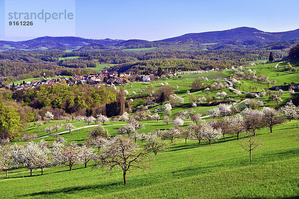 blühen Baum Kirsche umgeben Schweiz