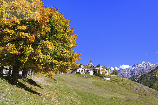 Herbstbaum  Guarda  Unterengadin  Kanton Graubünden  Schweiz