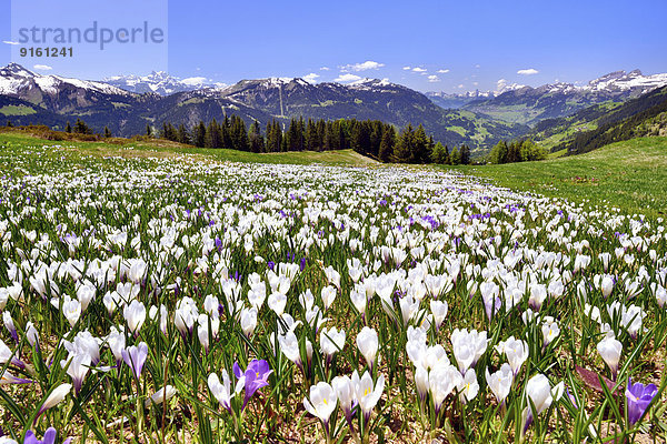 nahe Blume Wiese Ansicht Krokus Schweiz Kanton Waadt